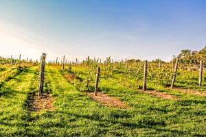 There are several wineries near Digby, including Annapolis Highland Vineyards in Bear River. A visit to the local wine shops & vineyards makes a great day trip during your stay at Bayside.
