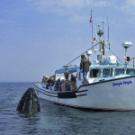 The Bay of Fundy, near Long and Brier Islands, is among the best whale watching regions in the world (photo Freeport Whale & Seabird Tours).