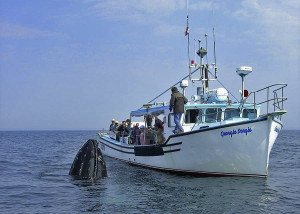 The Bay of Fundy, near Long and Brier Islands, is among the best whale watching regions in the world (photo Freeport Whale & Seabird Tours).