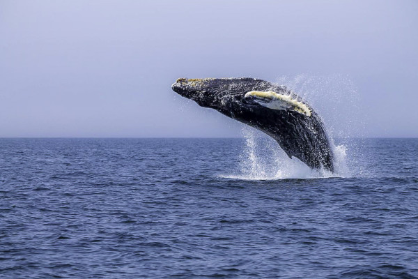 FREE Nova Scotia Adventures From Bayside